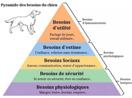 pyramide des besoins canins